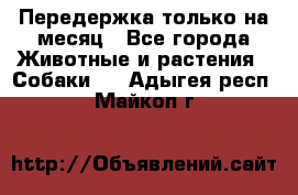 Передержка только на месяц - Все города Животные и растения » Собаки   . Адыгея респ.,Майкоп г.